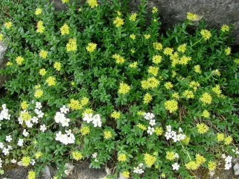 Foto dokumenter Rhodiola gelida