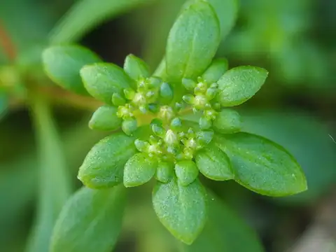 Foto dokumenter Sedum actinocarpum