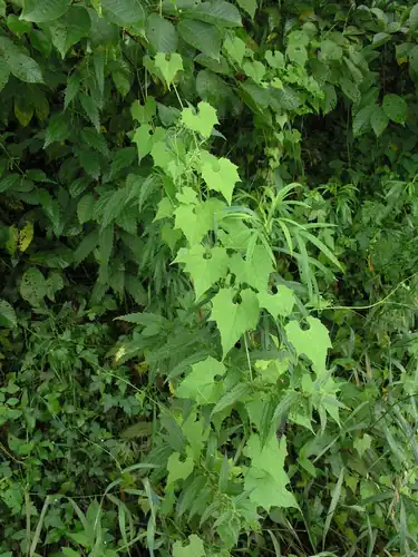 Foto dokumenter Schizopepon bryoniifolius