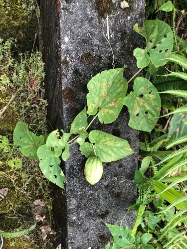 Foto dokumenter Thladiantha punctata