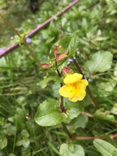 Foto dokumenter Erythranthe glabrata