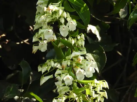Foto dokumenter Calyptrion arboreum