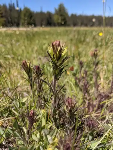 Foto dokumenter Castilleja collegiorum