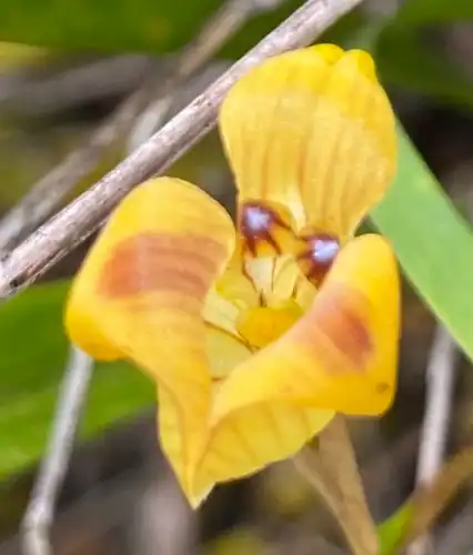 Foto dokumenter Maxillaria subrepens
