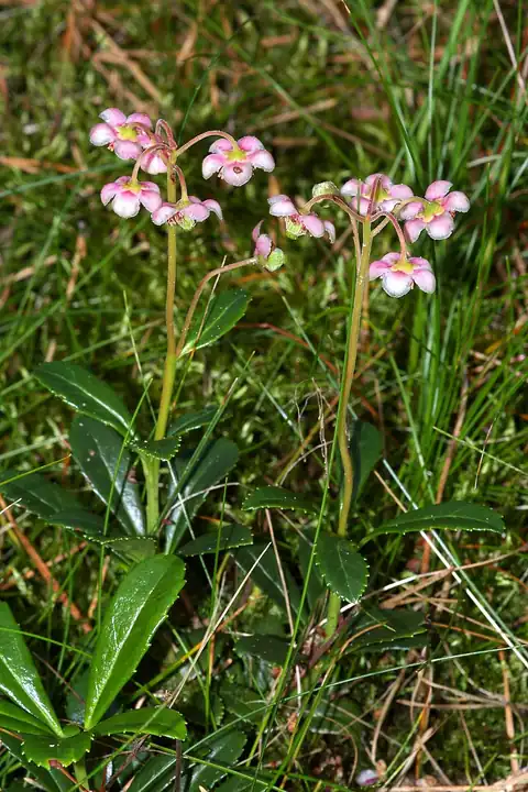 Chimaphila umbellata, dicatat sumber sebagai Chimaphila umbellata ssp. umbellata.