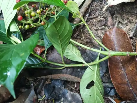 Foto dokumenter Psychotria guianensis