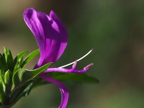 Foto dokumenter Hypoestes purpurea