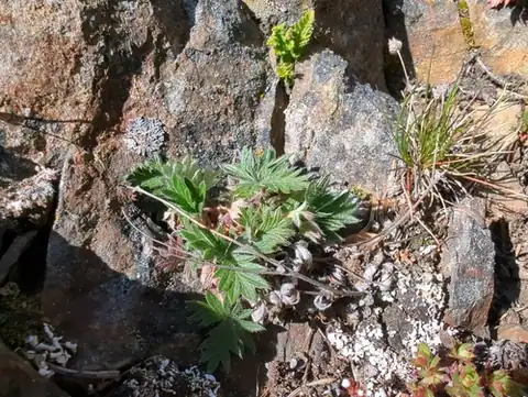 Foto dokumenter Potentilla rubricaulis