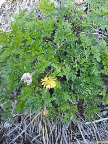 Bunga kuning Adonis amurensis di antara daun hijau yang terbagi halus.