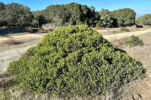 Semak Arctostaphylos hookeri membentuk tajuk padat berwarna hijau di area terbuka.