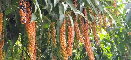 Deretan buah berwarna jingga Citharexylum donnell-smithii menggantung di antara daun.