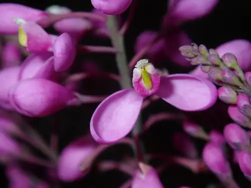 Kelompok bunga Comesperma ericinum berwarna merah muda keunguan pada tangkai.