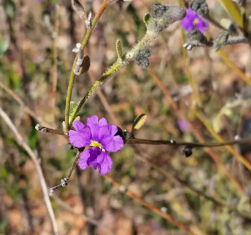 Bunga ungu Dampiera purpurea pada batang ramping dengan latar vegetasi.