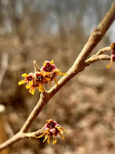 Bunga Hamamelis vernalis dengan mahkota kuning seperti pita dan bagian tengah kemerahan pada ranting tanpa daun.