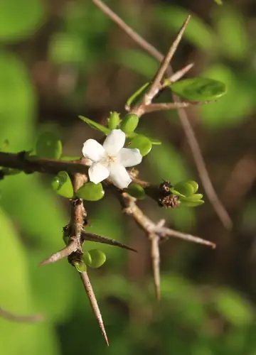 Bunga putih Randia aculeata muncul pada ranting berduri dengan daun hijau kecil.